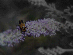 Bug on a flower
