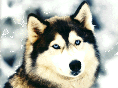 Siberian Husky