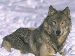 Wolf